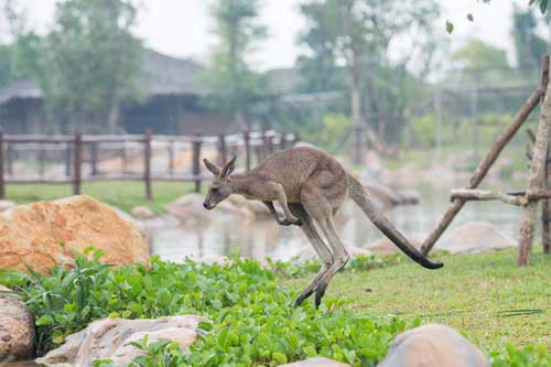 chuột túi kangaroo 2