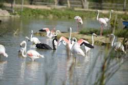 Vũ điệu chim hồng hạc tại river safari 